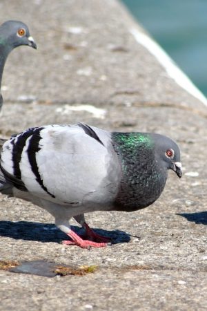 pombo_b